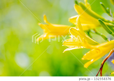 エゾキスゲ 132358376