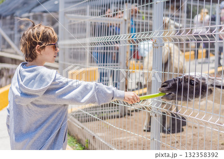 Young boy feeding a llama on a farm, enjoying animal interaction, nature, and learning responsibility. Wholesome childhood and outdoor activity concept 132358392