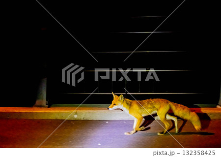 キタキツネ 132358425