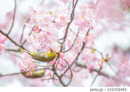 河津桜に来たメジロ 132358465