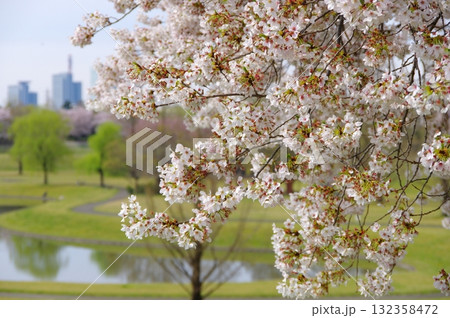 大宮第二公園の桜 大宮第二公園の桜 132358472