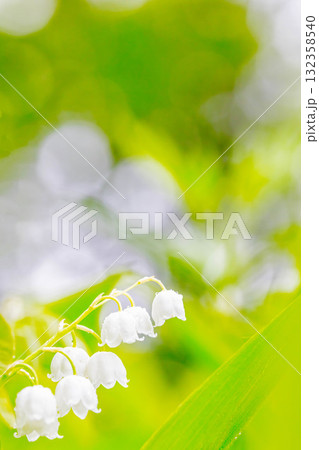 スズラン スズラン 132358540