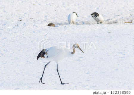 タンチョウの幼鳥 タンチョウの幼鳥 132358599