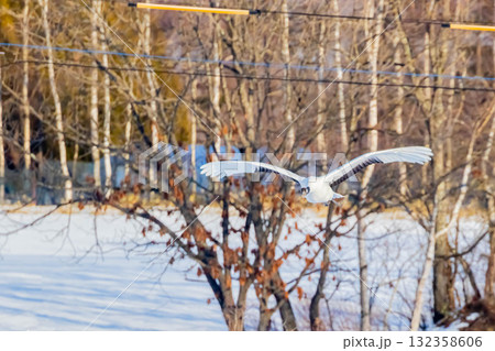 タンチョウの飛翔 132358606