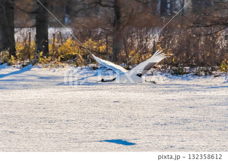 タンチョウの飛翔 タンチョウの飛翔 132358612