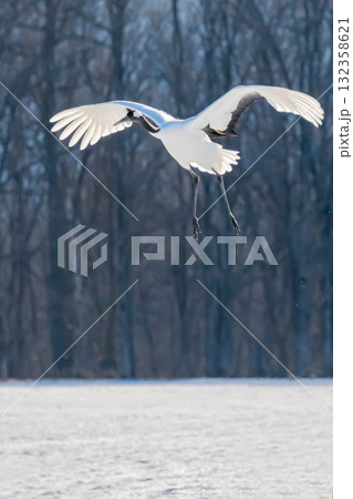 タンチョウの飛翔 タンチョウの飛翔 132358621