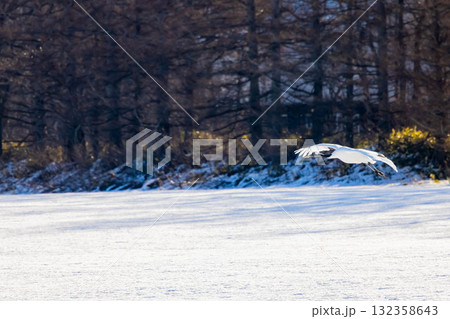 タンチョウの飛翔 タンチョウの飛翔 132358643