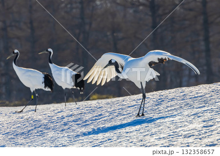 タンチョウのダンス タンチョウのダンス 132358657