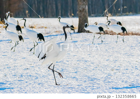 タンチョウのダンス 132358665