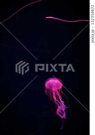 ライトアップされたクラゲ ライトアップされたクラゲ 132358672