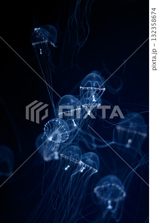 光輝くクラゲ 132358674