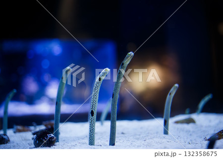 チンアナゴの裏側 132358675