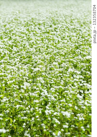 一面に咲くそばの花 132358704