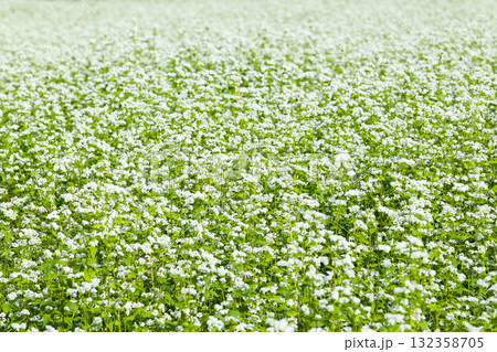 一面に咲くそばの花 132358705