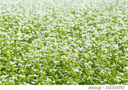 一面に咲くそばの花 132358707