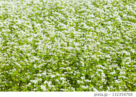 一面に咲くそばの花 132358708