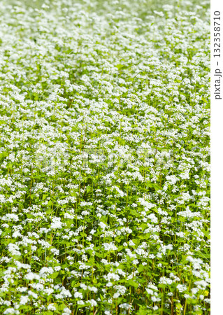 一面に咲くそばの花 一面に咲くそばの花 132358710
