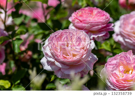 ぎふワールド ローズガーデンの薔薇 132358739
