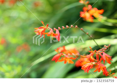 鮮やか ノカンゾウの花 鮮やか ノカンゾウの花 132358759