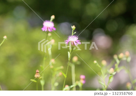 ケンタウレアヤセアの花 ケンタウレアヤセアの花 132358760