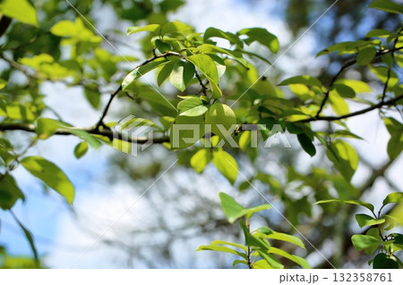 カリンの実 カリンの実 132358761