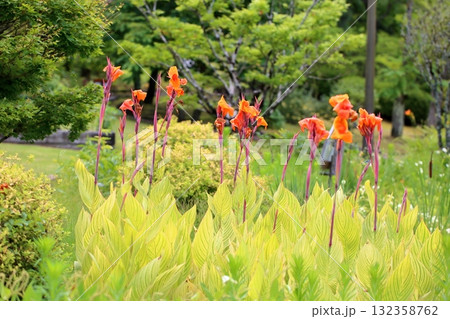 鮮やか　カンナの花 132358762