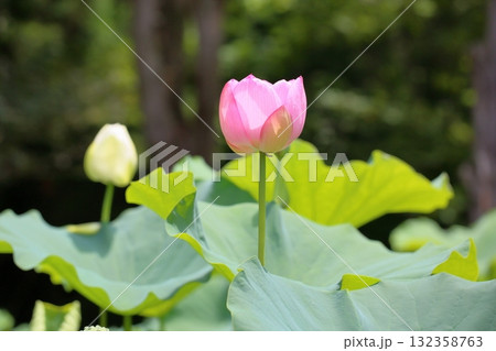 可愛い ハスの花 可愛い ハスの花 132358763