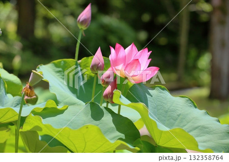 可愛い　ハスの花 132358764