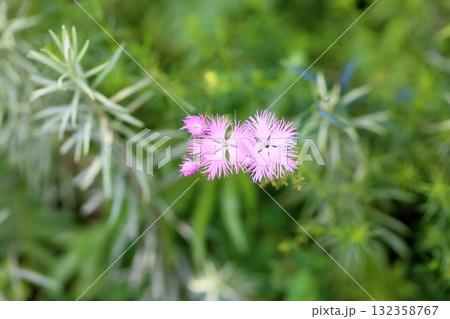 秋の七草　カワラナデシコの花 132358767