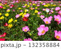 ポーチュラカ　花壇 132358884