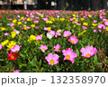 ポーチュラカ　花壇 132358970