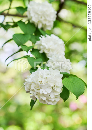 オオデマリ 132359100