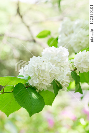 オオデマリ オオデマリ 132359101