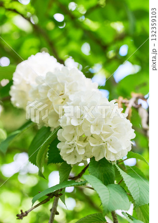 オオデマリ 132359103