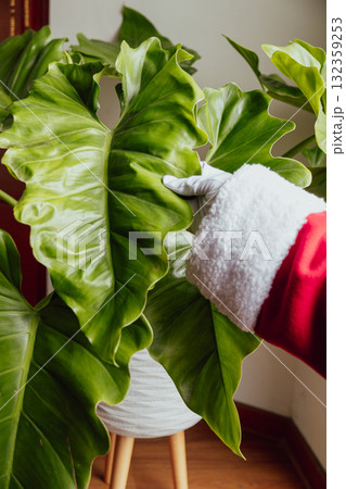 Santa Claus hands stroking a beautiful plant Santa Claus hands stroking a beautiful plant 132359253