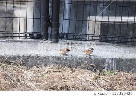 柵の下で餌を探すスズメ 柵の下で餌を探すスズメ 132359426