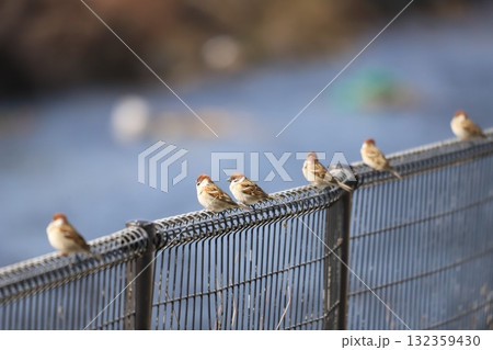 柵にとまるスズメ 柵にとまるスズメ 132359430