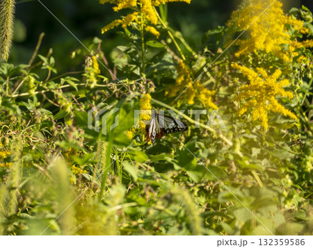 セイタカアワダチソウの蜜を吸うアサギマダラ 132359586