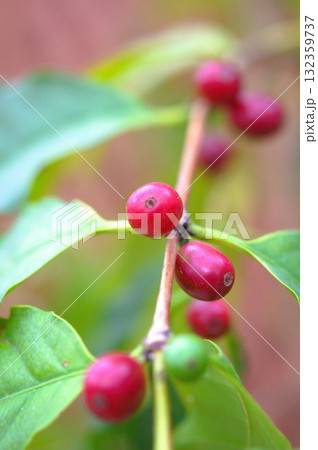 コーヒーの実 132359737