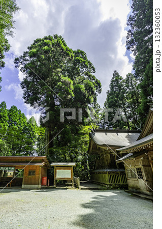 高森 草部吉見神社 御神木 熊本県高森町 高森 草部吉見神社 御神木 熊本県高森町 132360053