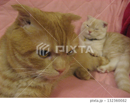 仲良し猫 132360082