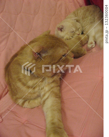 仲良し猫たち 132360084