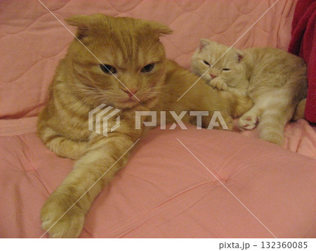 昼寝中の猫たち 昼寝中の猫たち 132360085