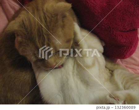 じゃれる子猫 132360089