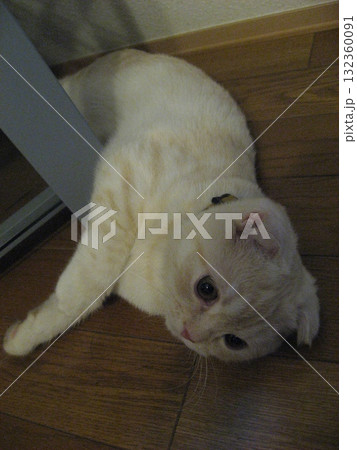 ゴロ寝する子猫 132360091