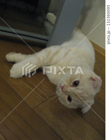 寝転ぶ子猫 寝転ぶ子猫 132360095