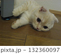 寝転ぶ子猫 寝転ぶ子猫 132360097