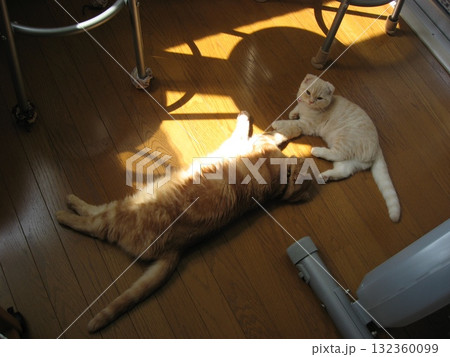 伸びる子猫と猫 132360099