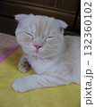 目を閉じる子猫 目を閉じる子猫 132360102