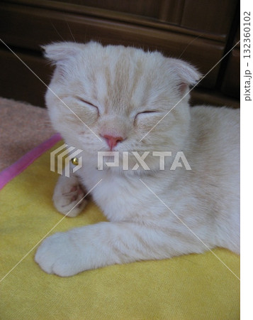 目を閉じる子猫 132360102